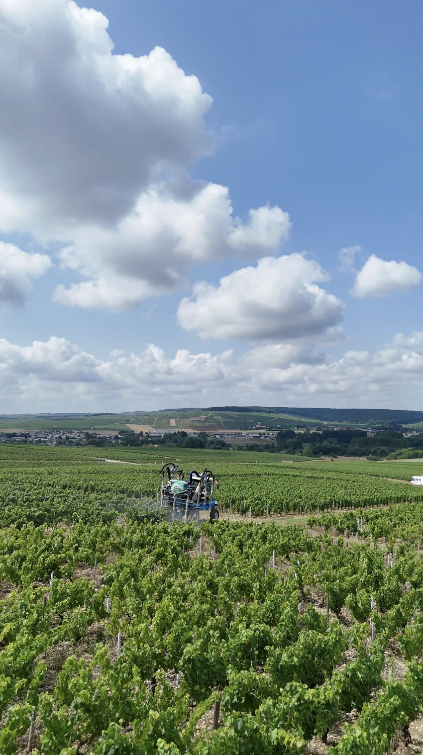 Domaine Roy